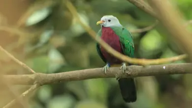 Wompoo Fruit Dove Perched on a Tree Branch