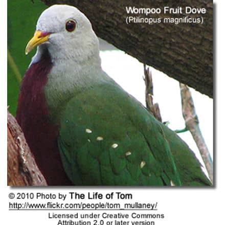 Wompoo Fruit Dove (Ptilinopus magnificus