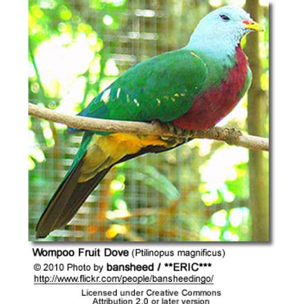 Wompoo Fruit Dove (Ptilinopus magnificus)