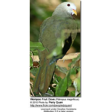Wompoo Fruit Dove (Ptilinopus magnificus)