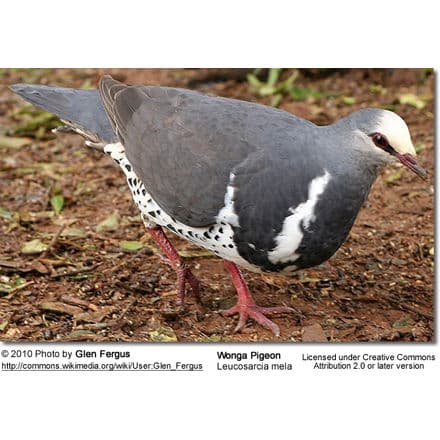 Wonga Pigeon (Leucosarcia picata)