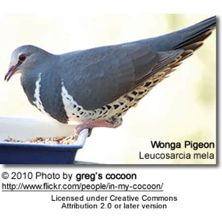 Wonga Pigeon Leucosarcia melanoleuca