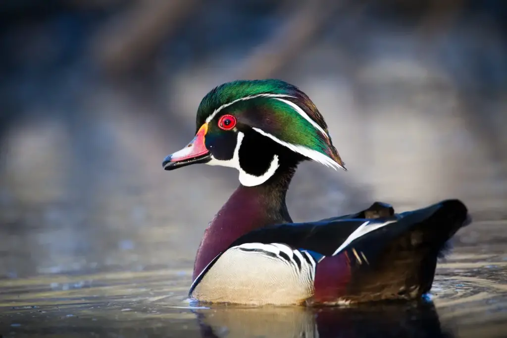 A Colourful Duck in the Water Wood Ducks