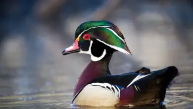 A Colourful Duck in the Water Wood Ducks