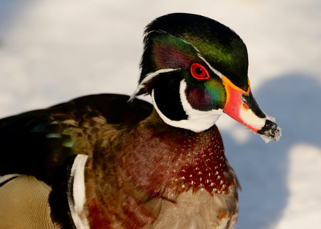 A Wood Duck hanging around outside the field.