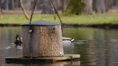 Wood Ducks Nesting Box in the Middle of Water