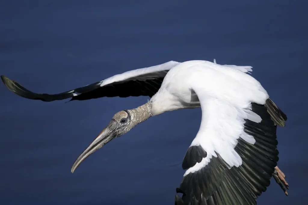 Wood Storks is on Flight 