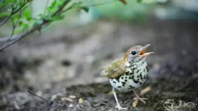 A small Wood Thrush is searching for food in the ground.