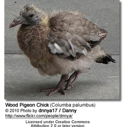 Wood Pigeon Chick (Columba palumbus)