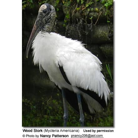 Wood Stork (Mycteria Americana)