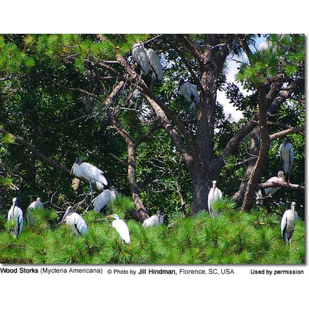 Wood Storks (Mycteria Americana)