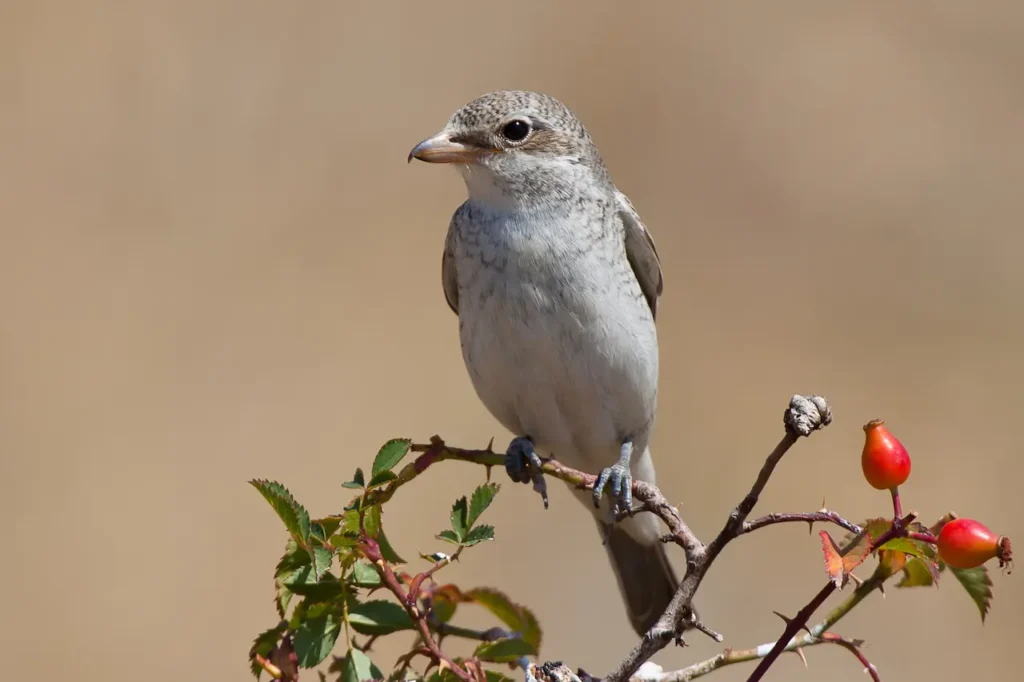 Woodchat Shrikes 