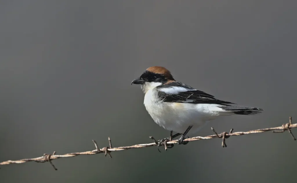 Woodchat Shrikes on a Steel Wire 