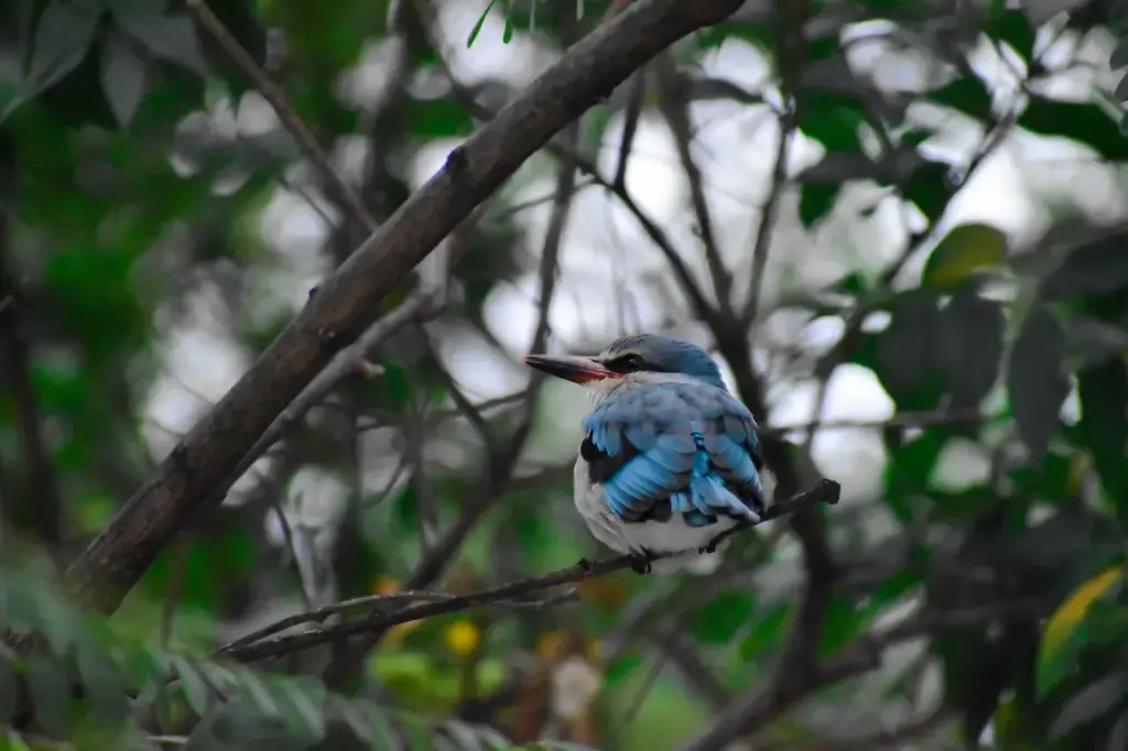 The Woodland Kingfisher on Branches of Tree Perching