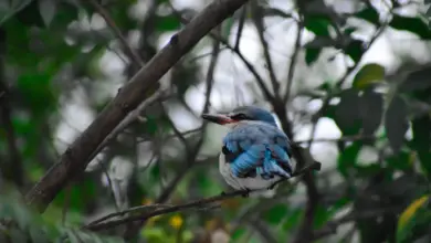 The Woodland Kingfisher on Branches of Tree Perching
