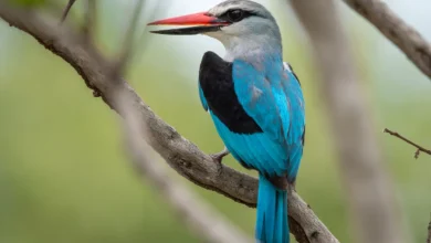Woodland Kingfishers