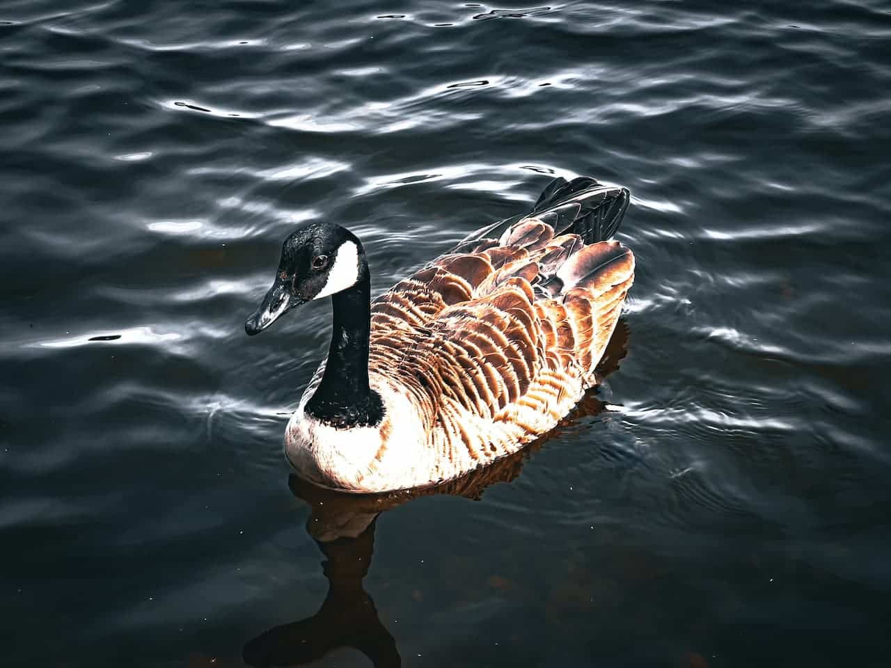 Woodwalking Goose on the water