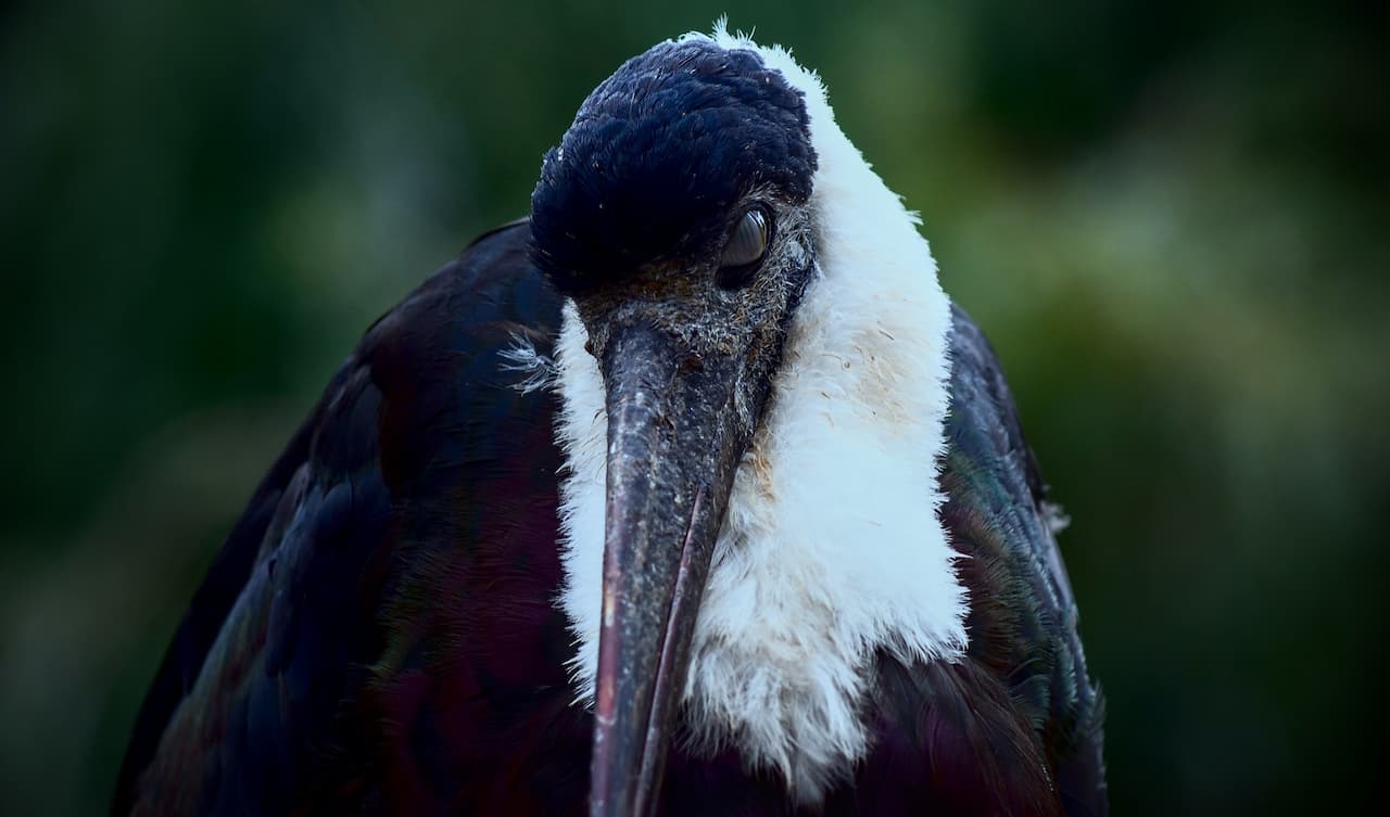 A Close Up Of Woolly-necked Stork