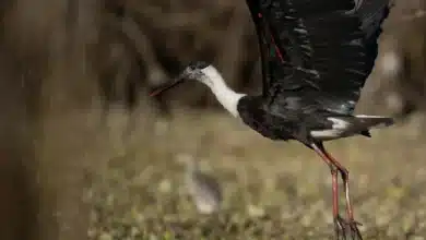 Woolly-necked Storks