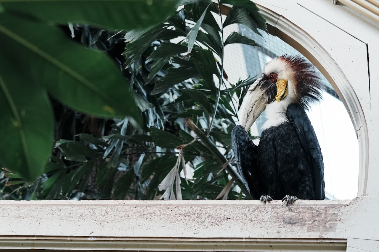 The Wreathed Hornbill Sitting In The Wall