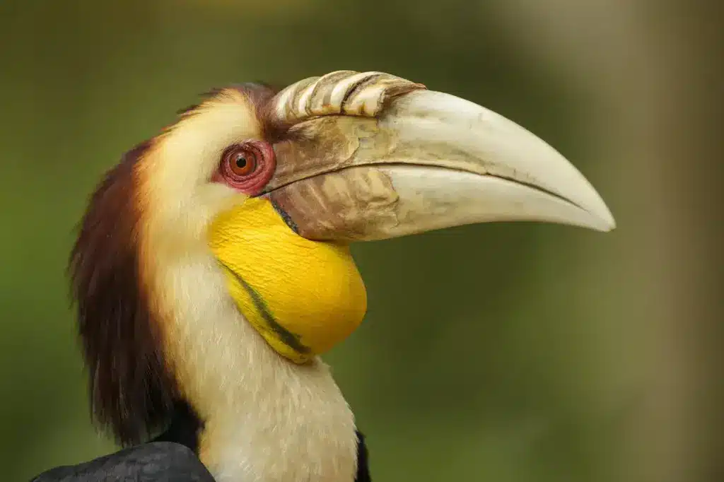 Close up of Wreathed Hornbills