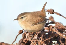 Wrens