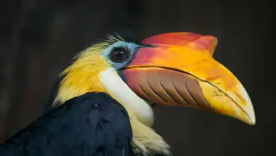 Closeup Image of Wrinkled Hornbills
