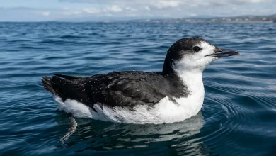 Xantus Murrelet (Synthliboramphus hypoleucus)
