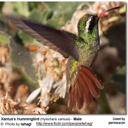 Xantus's Hummingbird (Hylocharis xantusii