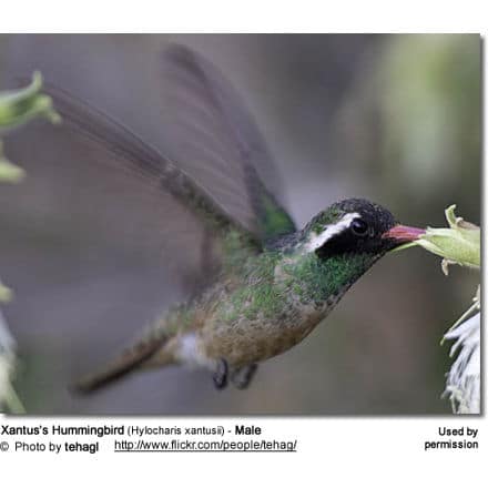 Xantus’s Hummingbird (Hylocharis xantusii) - Male