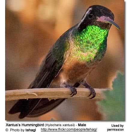 Xantus's Hummingbird (Hylocharis xantusii) - Male
