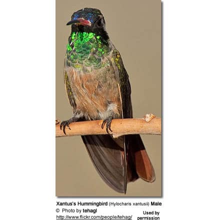 Xantus’s Hummingbird (Hylocharis xantusii) Male