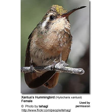 Xantus’s Hummingbird (Hylocharis xantusii) Female