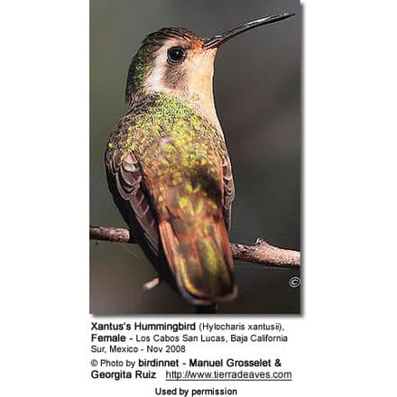 Xantus’s Hummingbird (Hylocharis xantusii), Female