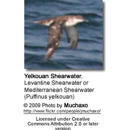 Yelkouan Shearwater, Levantine Shearwater or Mediterranean Shearwater (Puffinus yelkouan)