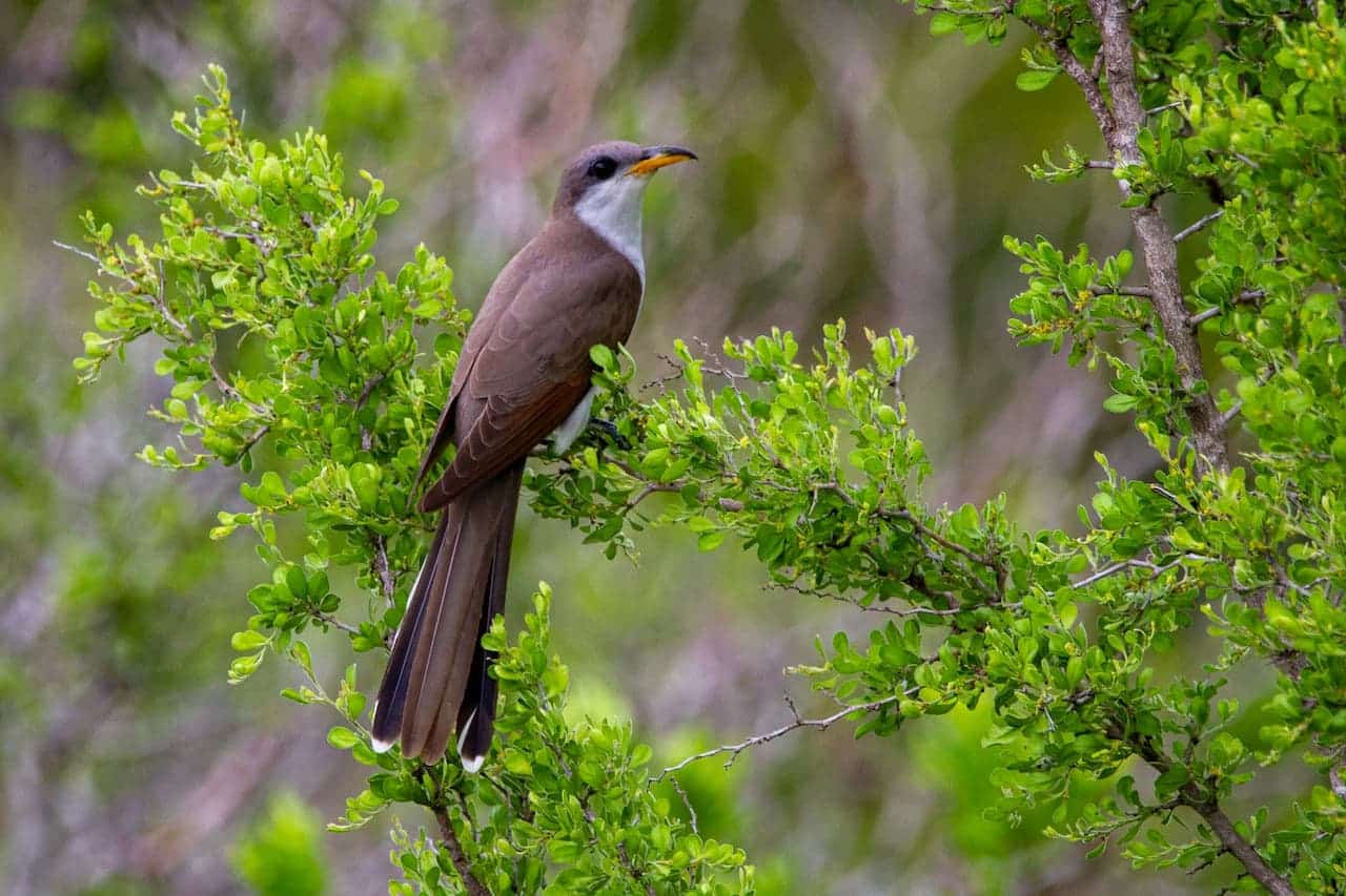 A Yellow-Billed Cuckoo Perched In A Tree.