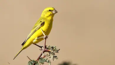 Yellow Canaries Perched on a Thorn