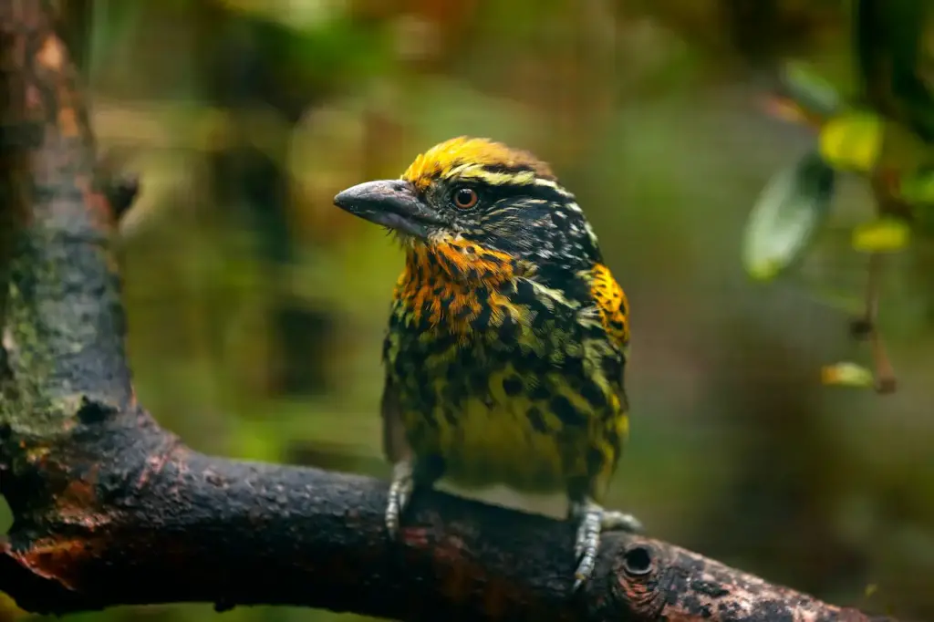 Yellow Gilded Barbets Perched On A Branch