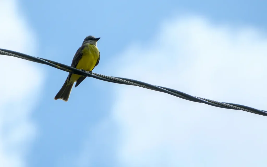 Yellow Olive Flycatcher on the Wire 