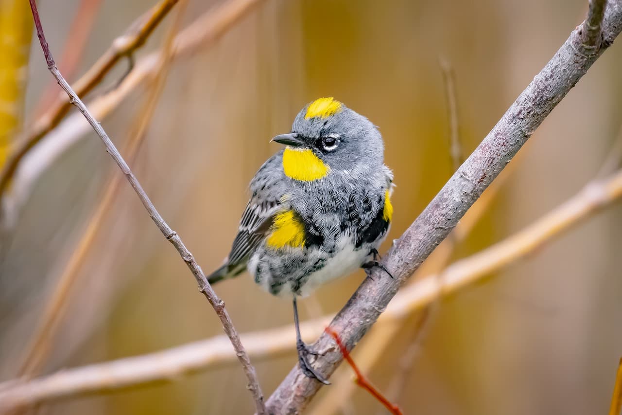 A small Yellow-Rumped Warbler bird perched on a tree branch.