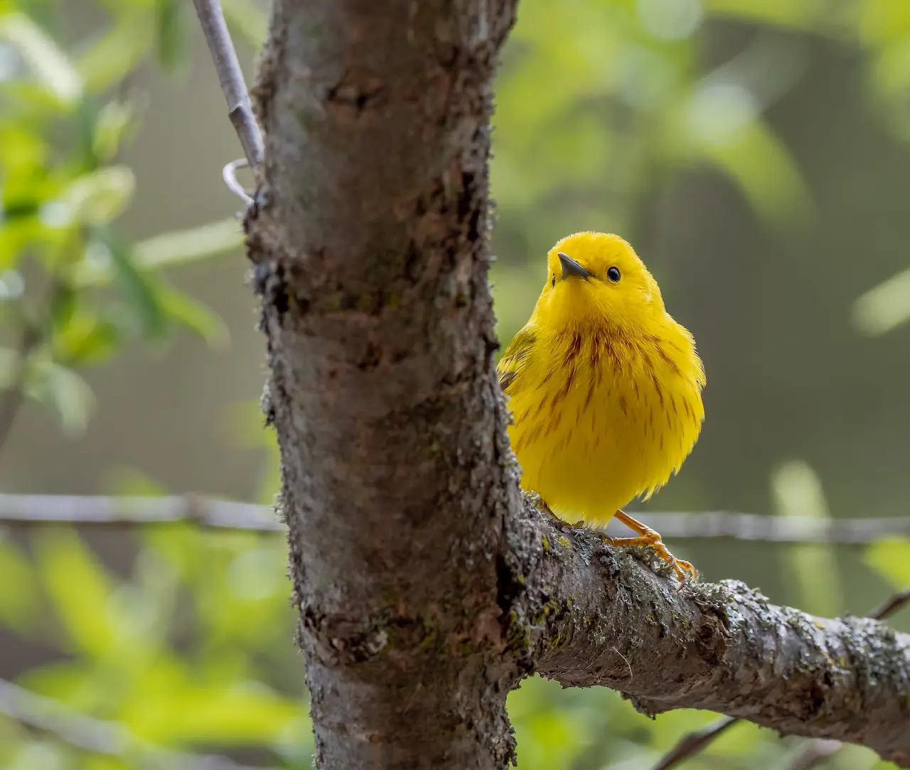 The Yellow Warblers Is Perched In A Branch Waiting For A Prey