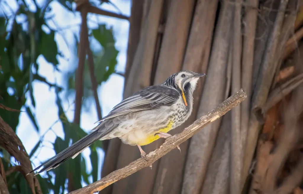 Yellow Wattlebirds 