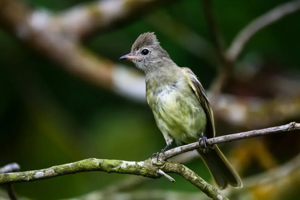 Yellow-bellied Elaenias 