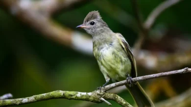 Yellow-bellied Elaenias in the Tree Branch