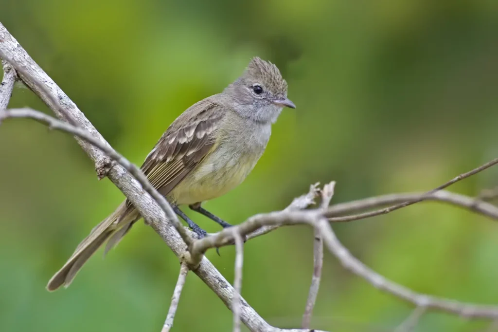 Yellow-bellied Elaenias in to the Woods 