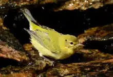 A Yellow-bellied Flycatchers