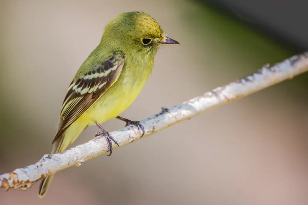 Yellow-bellied Flycatchers on a Tree Branch 