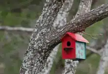 Yellow-bellied Sapsuckers Nest Box