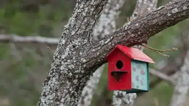 Yellow-bellied Sapsuckers Nest Box