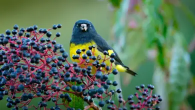 Yellow-bellied Siskin Eating Blue Fruits